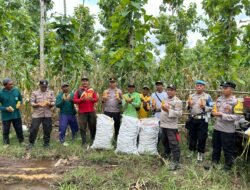 Polisi dan Kelompok Tani Banyuwangi Panen Jagung Wujudkan Ketahanan Pangan