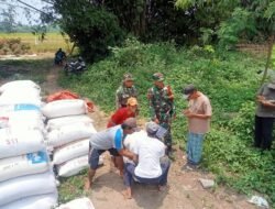 Koramil 0815/14 Dlanggu Bareng Bulog Bersinergi Serap Gabah Petani Desa Ngembeh