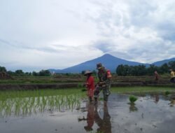 Babinsa Dlanggu Dampingi Petani, Dukung Ketahanan Pangan di Mojokerto