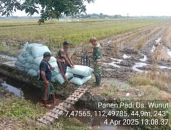 Babinsa Pos Mojoanyar Dampingi Bulog Serap Gabah Poktan Tani Mulyo