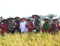 Produksi Gabah Meningkat, Dandim 0815 Bersama Forkopimda Kabupaten Mojokerto Hadiri Panen Raya Serentak di Dlanggu