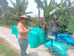Babinsa Koramil Dlanggu Dampingi Penyerapan Gabah, Wujud Kepedulian TNI Terhadap Petani di Mojokerto