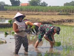 Dukung Ketahanan Pangan, Koramil 0815/10 Bangsal Intensifkan Pendampingan Petani