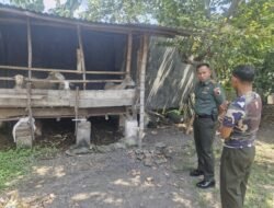 Ketulusan Dibalik Seragam: Dandim 0815/Mojokerto Apresiasi Prajurit Bangun Usaha Peternakan Kambing