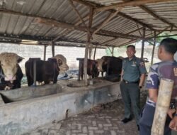 Menanam Inspirasi, Memanen Kemandirian: Dandim 0815/Mojokerto Kunjungi Peternakan Milik Prajurit