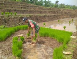 Babinsa Rejosari Koramil Jatirejo Kawal Optimalisasi Penanaman Padi