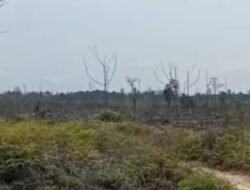 Ratusan Hektar Hutan Tanaman Rakyat Di Wilayah Desa Peninjauan Diduga Kuat Telah Dijual