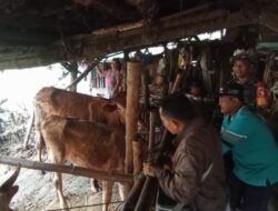 Babinsa Koramil 0815/06 Kemlagi Dampingi Petugas Distan Vaksinasi 185 Ekor Sapi di Desa Japanan