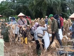 Kapolsek Maro Sebo Ulu Laksanakan Panen Raya Serentak Jagung Kuartal II Di wilayah. PT VAT