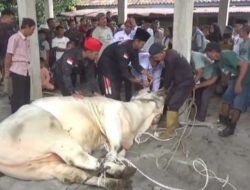 Bupati Batang Hari Secara Simbolis Serahkan Hewan Kurban Dari Presiden di Masjid Jami Baiturrahim