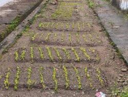 Rutan Ambon Lanjutkan Program Ketahanan Pangan dengan Penanaman Sayur Tahap Keempat