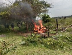 Masyarakat Bersama Kapolsek Sektor Maro Sebo Ulu Bakar Basecamp Narkoba di Desa Peninjauan