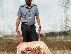 Lapas Kelas IIA Kalianda Giatkan Ketahanan Pangan: Tanam Tomat & Terong dari Biji hingga Panen