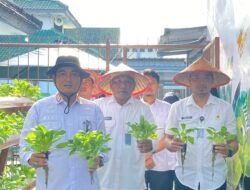 Hidroponik Bersemi di Lapas Kelas IIA Kalianda, Kalapas Pimpin Panen Pakcoy