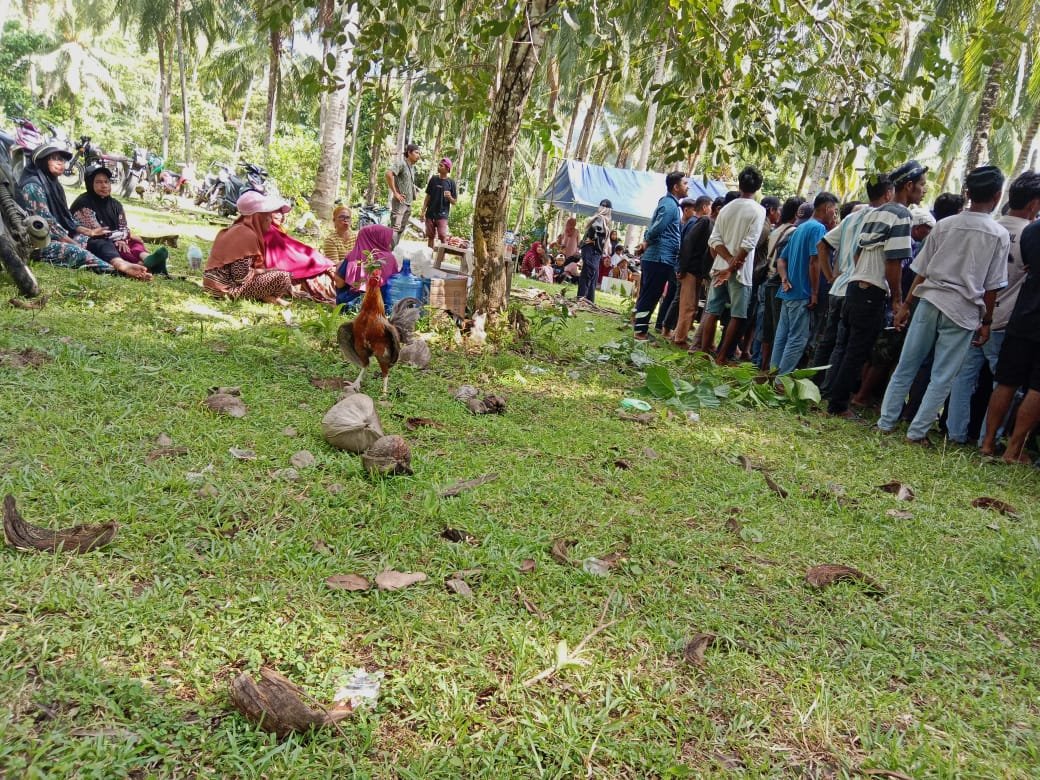 Informasi Bocor, Judi Sabung Ayam Akan Kembali Digelar di Obi 10 Agustus Mendatang
