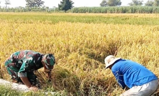 Babinsa Koramil 0815/Kemlagi Dampingi Petani Benahi Padi Rebah Jelang Panen