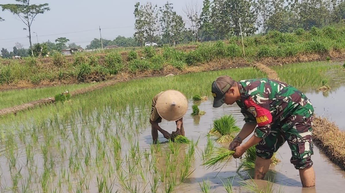 Babinsa 0815/15 Jatirejo Dampingi Petani Tanam Padi, Wujud Konsisten TNI Program Hanpangan