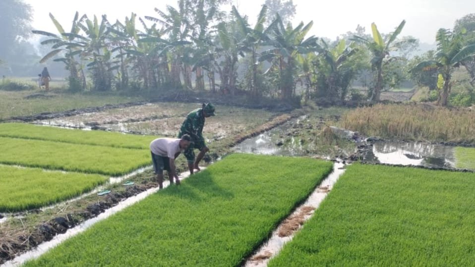 Konsistensi Babinsa Kodim 0815/Mojokerto Wujudkan Program Swasembada Pangan