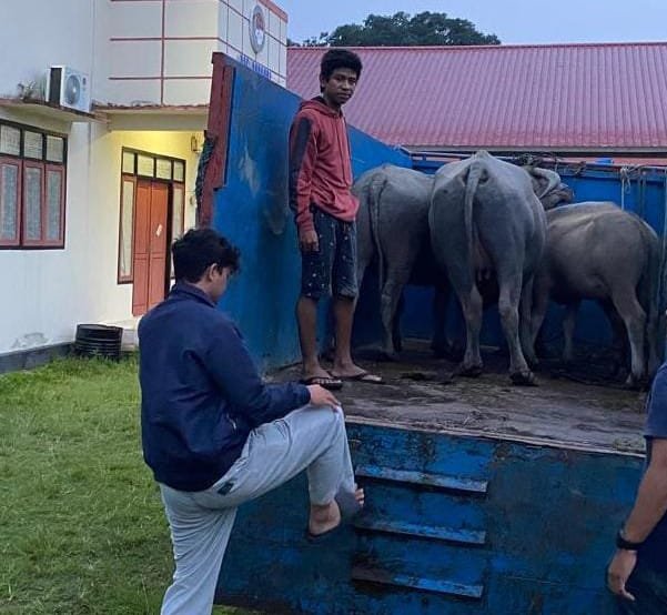 Petani Di Halsel Dipolisikan Gegara Menahan 3 Kerbau Sebagai Bukti Aktifitas Ilegal Logging Di Kebun Miliknya