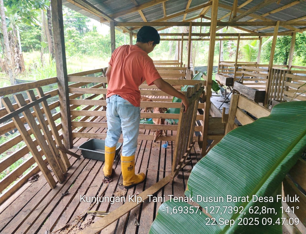 PT KTS Bangun Ekosistem Peternakan Terintegrasi di Desa Benaan