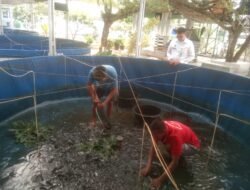 Dukung Asta Cita Presiden Dengan Panen Budidaya Ikan Nila : Dari Pembinaan Menuju Ketahanan Pangan Di Rutan Kelas I Bandar Lampung