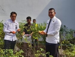 Panen Hasil Pembinaan: Lapas Kelas IIA Kalianda Petik Tomat Segar dari Lahan Produktif