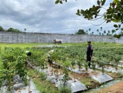 WBP Lapas Dharmasraya Rawat Terung dan Cabai, Bukti Nyata Dukung Ketahanan Pangan