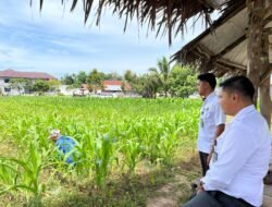Kasubsi Pembinaan Darmes Saputra Tanjung Tinjau Langsung Kegiatan Pertanian Jagung di Lapas Kelas III Dharmasraya