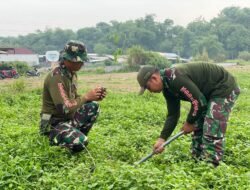 TMMD ke-126 Kodim 0815/Mojokerto Gaungkan Penghijauan Lewat Penanaman 1.000 Pohon