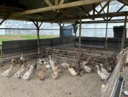 Kandang Bebek di Lapas Kelas III Dharmasraya Mulai Beroperasi, Bebek Petelur Siap di Produksi