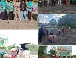 Pemdes Towukona Melaksanakan Penanaman Serentak Jagung, Perkuat Ketahanan Pangan Nasional