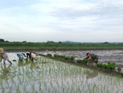 Komitmen Ketahanan Pangan, Koramil 0815/06 Kemlagi Intensifkan Pendampingan Tanam Padi