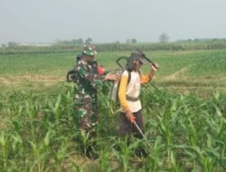 Babinsa Dampingi Petani Rawat Tanaman Jagung di Dusun Dungus, Dorong Produktivitas untuk Swasembada Pangan