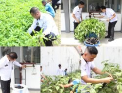 Dari Tangan Warga Binaan, Kebun Lapas Kotaagung Panen 60 Kg Sayuran Segar Dukung Ketahanan Pangan
