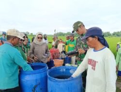 Koramil 0815/06 Bersama BPP Kecamatan Kemlagi Laksanakan Penyemprotan Serentak Cegah Penyakit Kresek pada Tanaman Padi