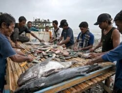 Program Harita Nickel Tingkatkan Hasil Tangkap Ikan Perkuat ekonomi Nelayan Soligi