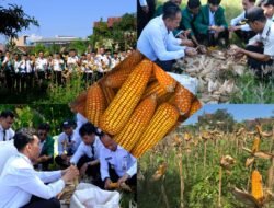 Panen Raya Jagung Lapas Narkotika Bandar Lampung, Bukti Nyata Dukung Ketahanan Pangan Nasional