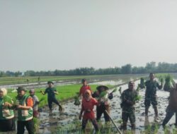 Babinsa Mojoanyar Dampingi Tanam Padi Serentak 2 Hektare di Desa Sadartengah
