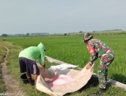 Babinsa Plososari Turun Sawah, Danramil Puri: Ini Langkah Nyata Jaga Produktivitas dan Ketahanan Pangan