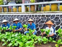 Panen Sawi Lapas Kalianda Berbuah Manfaat, WBP Dukung Ketahanan Pangan dan Kemandirian