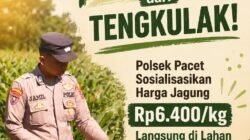 Lindungi Petani dari Tengkulak! Polsek Pacet Sosialisasikan Harga Jagung Rp6.400/kg Langsung di Lahan