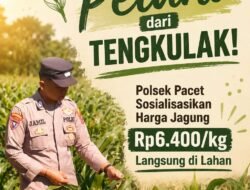 Lindungi Petani dari Tengkulak! Polsek Pacet Sosialisasikan Harga Jagung Rp6.400/kg Langsung di Lahan