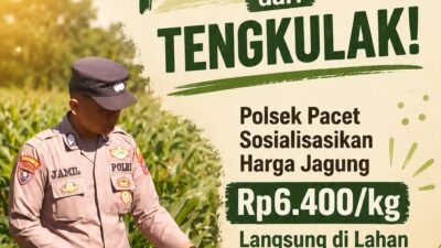 Lindungi Petani dari Tengkulak! Polsek Pacet Sosialisasikan Harga Jagung Rp6.400/kg Langsung di Lahan