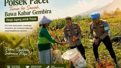 Polsek Pacet Turun ke Sawah, Bawa Kabar Gembira Harga Jagung untuk Petani