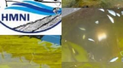 DPD HMNI Halsel Peringatkan Warga Obi: Jangan Dulu Makan Ikan, Laut Diduga Tercemar Limbah