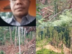 Diduga Gunakan Eskavator Tebang Ratusan Pohon di Obi, 2 Pengusaha Disorot Tim Tipidter Polda Malut