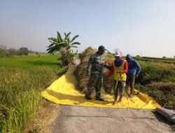Babinsa Koramil 0815/18 Gondang Kawal Panen Padi Petani, Perkuat Ketahanan Pangan di Wilayah Binaan