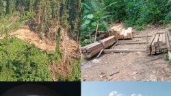 Ratusan Pohon Tumbang di Obi, Warga Halsel Tunggu Tindakan Polres Atas Laporan Illegal Logging