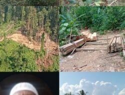 Ratusan Pohon Tumbang di Obi, Warga Halsel Tunggu Tindakan Polres Atas Laporan Illegal Logging