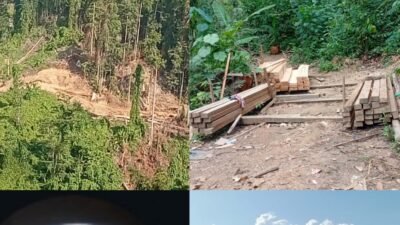 Ratusan Pohon Tumbang di Obi, Warga Halsel Tunggu Tindakan Polres Atas Laporan Illegal Logging
